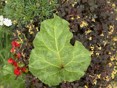 Plantekasse